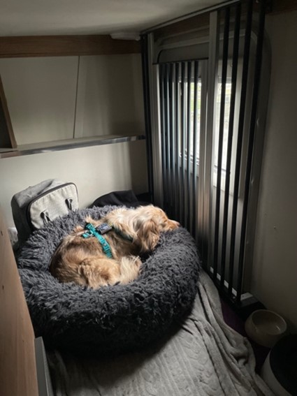 Hundebox mit Hund