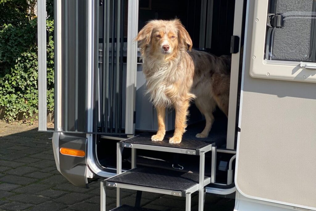 Hundebox mit Hund und Treppe