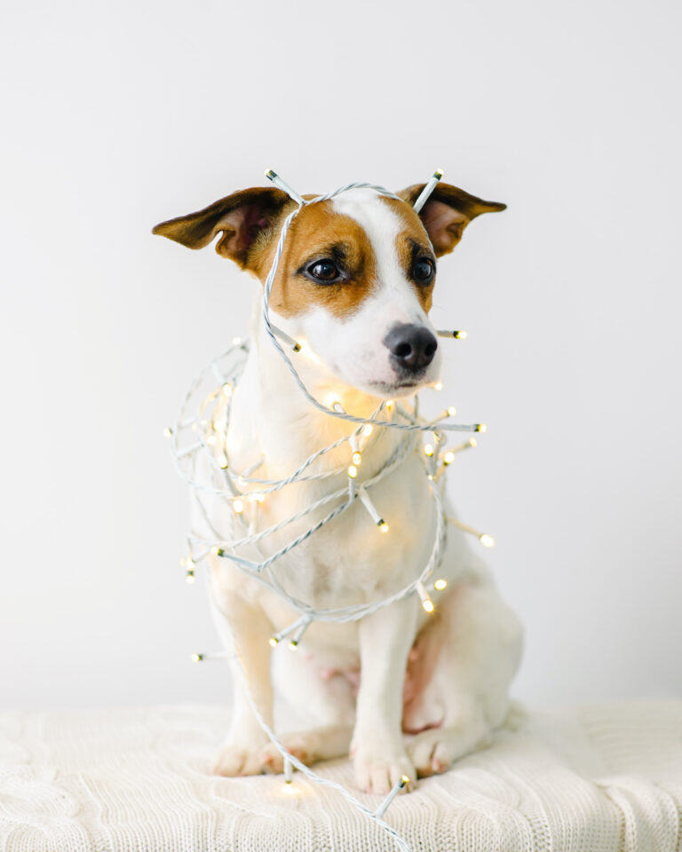 Zubehör_Hund