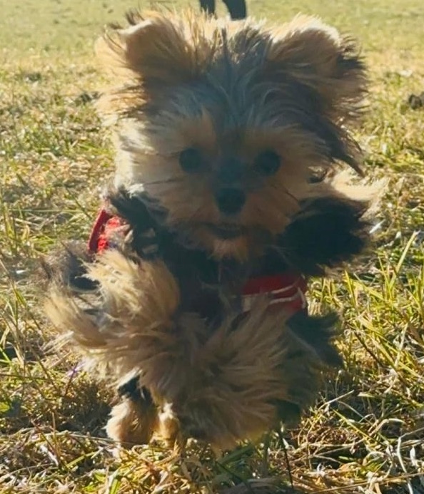 COCO
